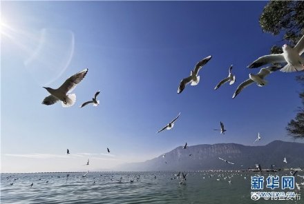 海鸥飞处彩云飞，探索自然与文化的和谐共生