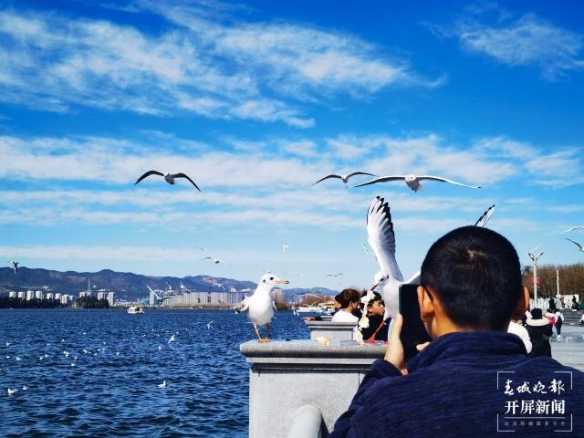 昆明海埂大坝，海鸥的冬季乐园