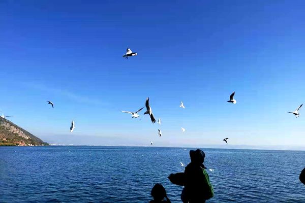 歌曲海鸥的纯音乐播放，心灵的静谧之旅