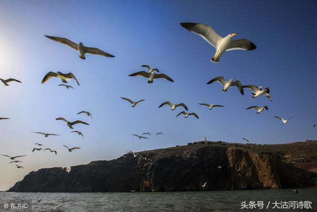 歌曲海鸥的旋律与人生启示