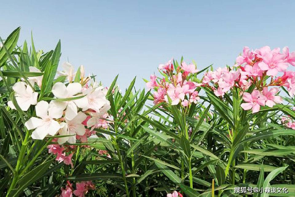 探索原神角色死亡的哲学与情感深度