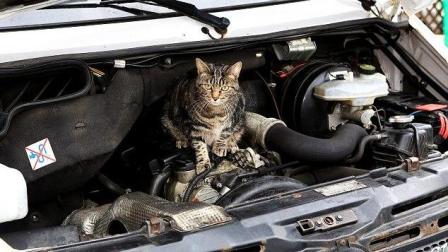 汽车发动机仓防猫妙招，守护爱车，远离喵星人的侵扰