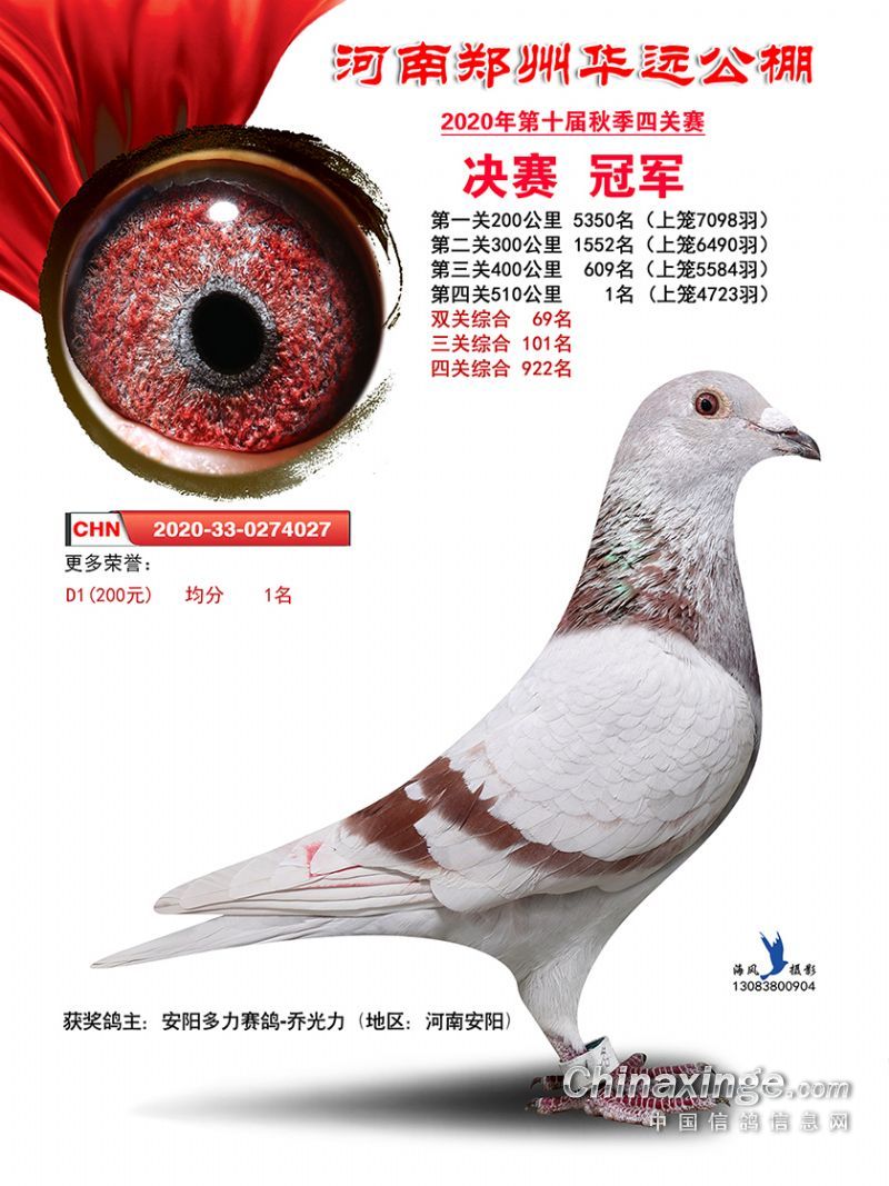 君翼赛鸽公棚秋季赛事，速度与激情的碰撞