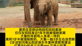 今日特马图四不像，探寻彩票背后的数字奥秘与文化现象
