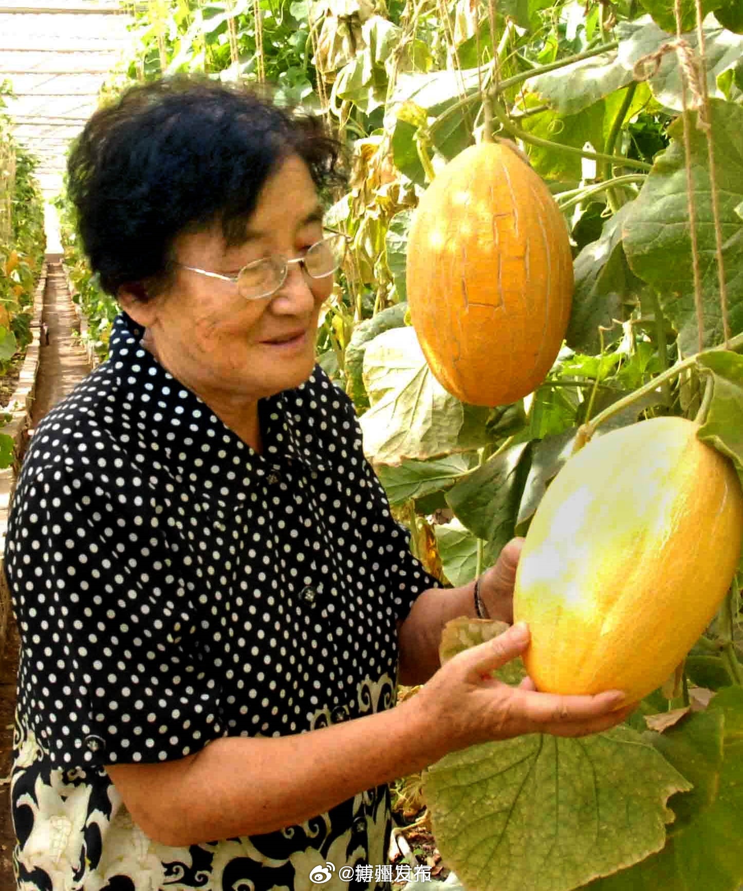 水果奶奶论坛，共享健康与快乐的绿色空间